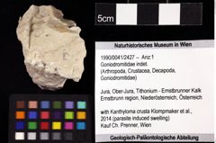 Foto (Objket + Etiketten) von Goniodromitidae indet. 